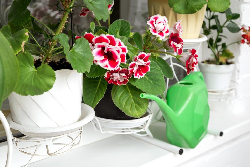 Quelles plantes placer dans le rebord de fenêtre ? 