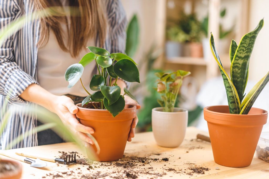 Les plantes à cultiver chez soi pendant le printemps