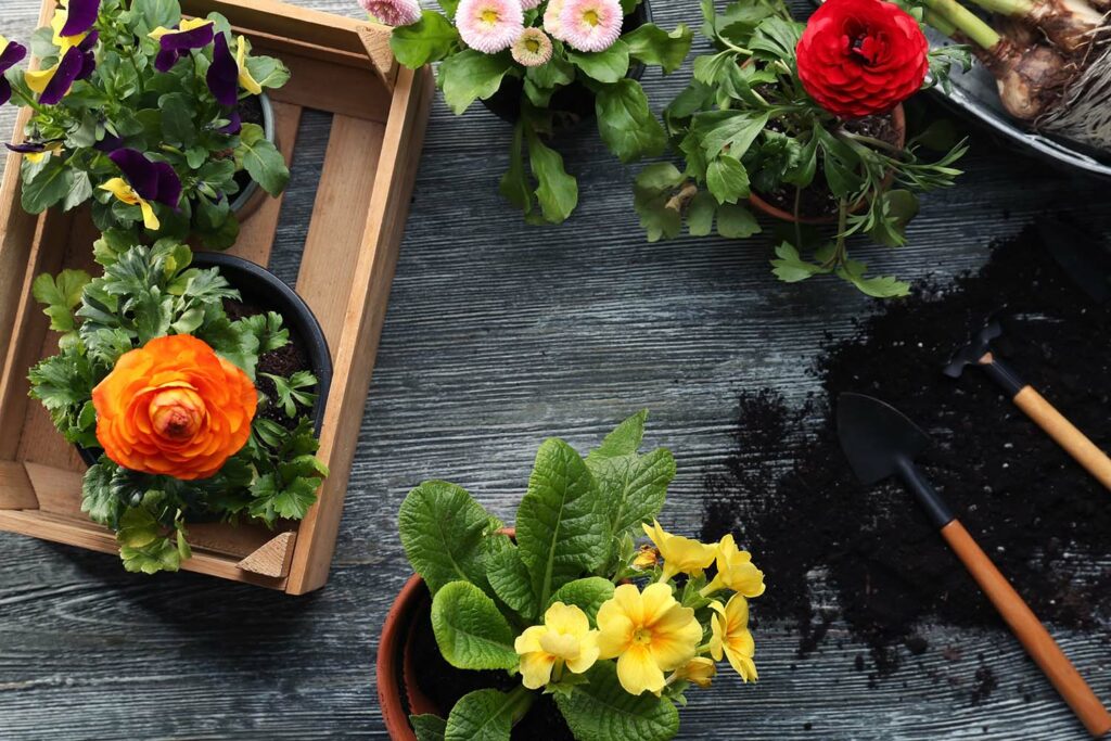 Quels engrais naturels utiliser pour obtenir de magnifiques rosiers ?