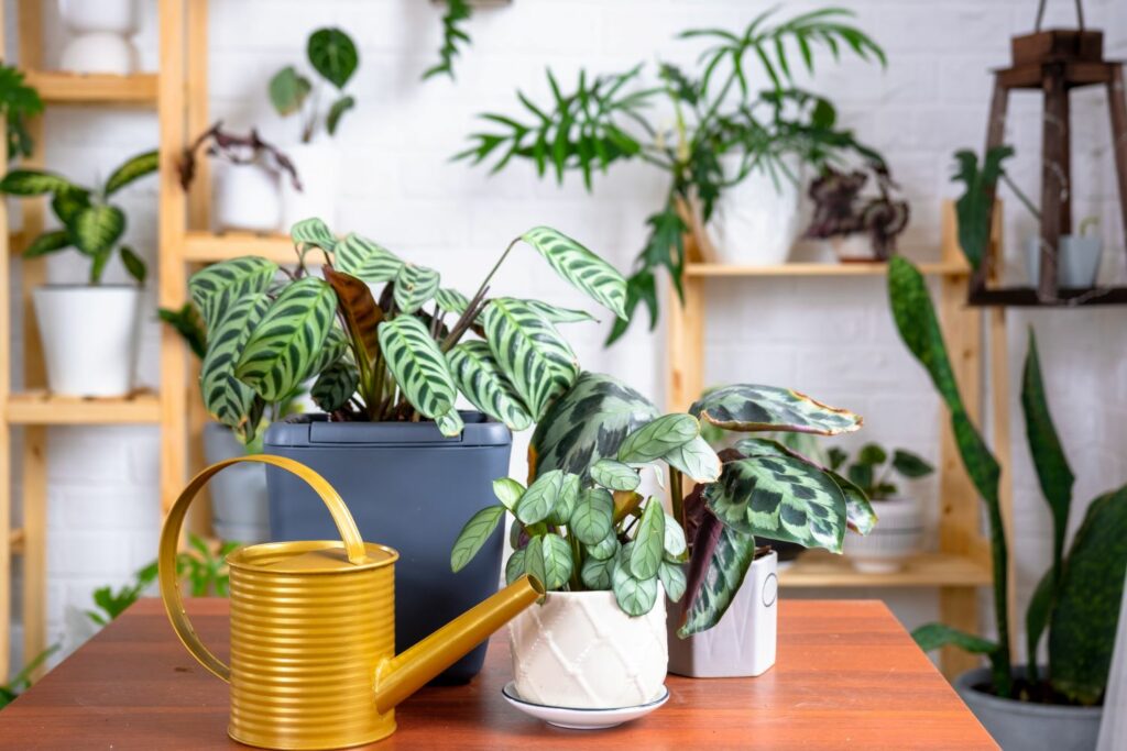 Les meilleures plantes d’intérieur à cultiver chez soi